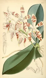 Ilustración de Phalaenopsis sumatrana